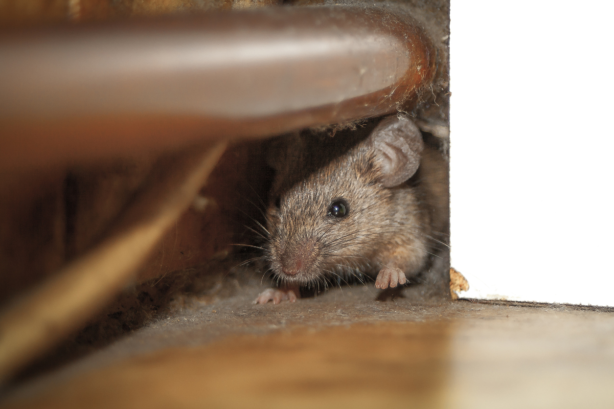 Домик мышки полевки. Мыши в доме. Дом Миши. Мышь в квартире.