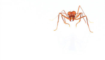 3 Most Common Types of Fire Ants in the Southeast