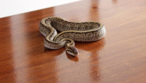 a snake on a table