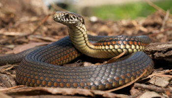 Snake Removal: Tips to Avoid a Confrontation with a Snake