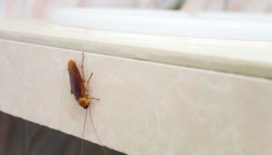 a cockroach on a sink