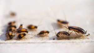 a group of roaches