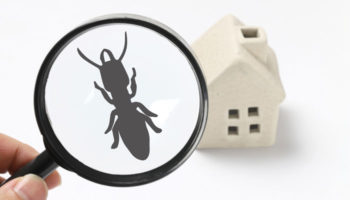 Termite Control FAQs