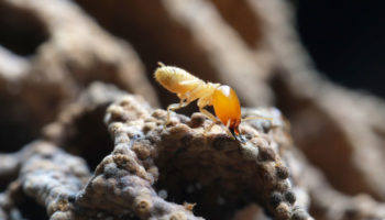 Debunking 3 Termite Myths