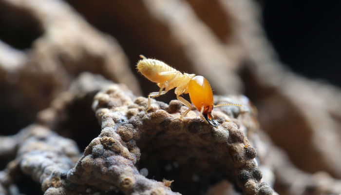 microscopic view of a termite