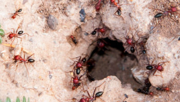 Fire Ant FAQs