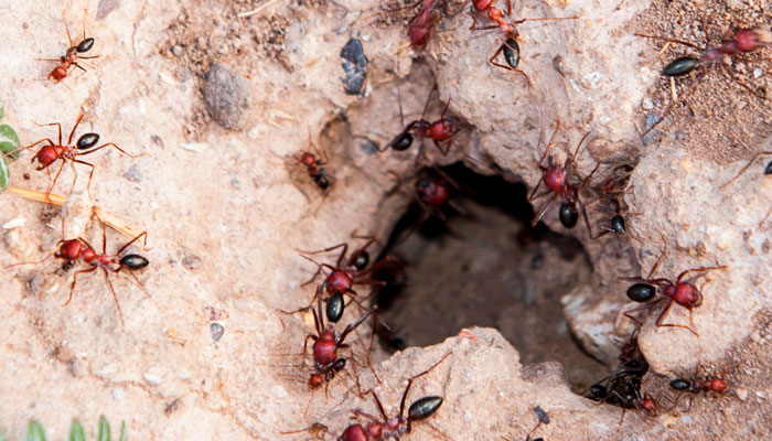 closeup look of an fire ant nest