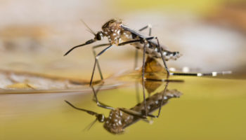 3 Mosquito Diseases You Can Avoid with Mosquito Control