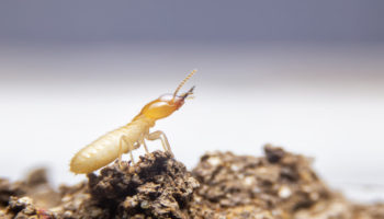 Part 1 – Termite Control Spotlight: Termidor
