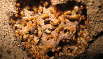 Part 2 – Termite Control Spotlight: Sentricon