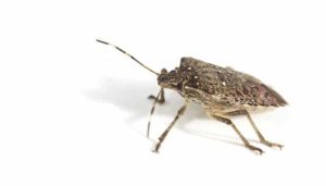 Annoying household brown marmorated stink bug in macro close up photo