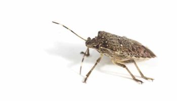How to Prevent a Stink Bug Infestation