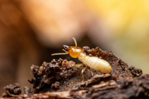 How termites behave
