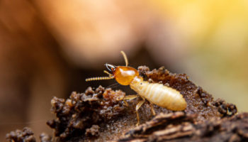 Understanding How Termites Behave & Communicate