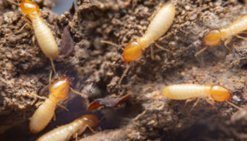 4 Elements a Termite Must Have to Survive