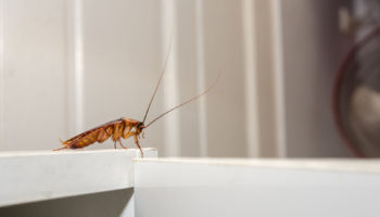 Cockroach Pest Control FAQs