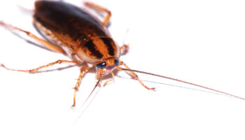 Important Facts about German Cockroach Pest Control
