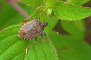 Worldwide pest brown marmorated stink bug Halyomorpha halys (adu