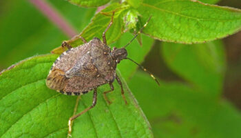 FAQs – Brown Marmorated Stink Bug in Your Home