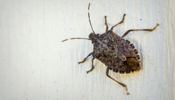 4 Simple Tips for Stink Bug Control