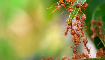 4 Common Fire Ant Control Methods to Stop Using