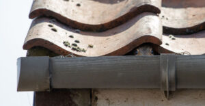 Little squirrel face and nose under roof tile in the UK