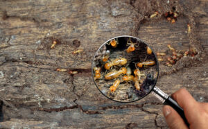 magnifying glass over a piece of wood that shows termites