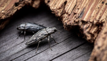 Beyond Termites: Other Wood-Destroying Insects to Look For