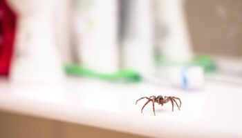 Spider Control Tips to Keep Your Home Web-Free