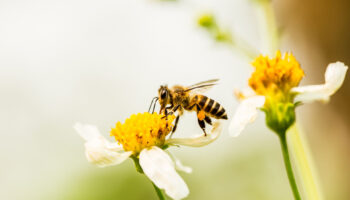 Hornets vs. Bees vs. Wasps: What Are the Differences?